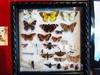 Small_bugbox121