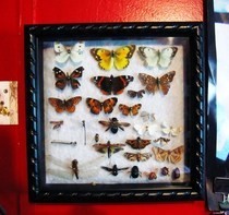Bug Display Case