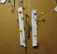 Step 11
