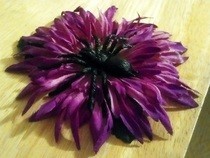Spider Flowers