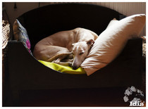 The Whippet Bed!