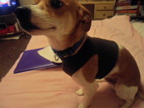 Cheap, Easy Dog Sweater Sock