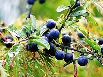 Sloe Gin