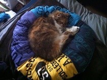 Pet Bed