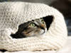 Small_cat_oven