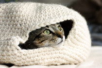 Cat Nest