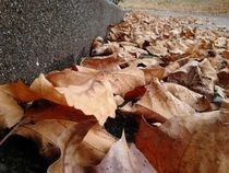 Fall Photography