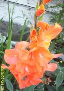 Flower Photography