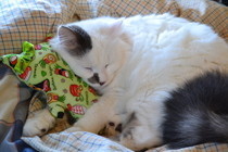 Sushi.Cat