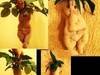 Small_mandrake_plushes