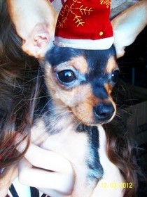 Tiny Christmas Hat