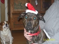Diy: Dog Hat