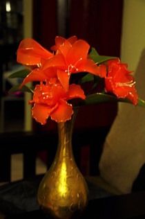 Stocking Flowers