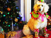 Small_dog_elf_outfit_proj_3d5099f