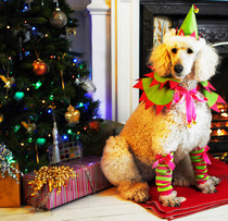 Dog Elf Outfit