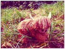 Highland Cow Sock Animal
