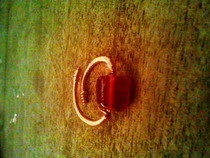 Red Bead And Wire Ring