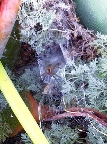 Natural Spider Killer