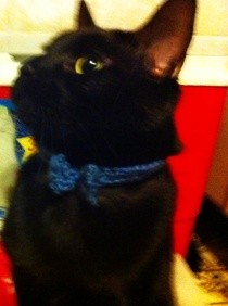 Crochet Kitty Bowtie Collar 