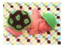 Turtle Shell