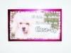 Small_sunset_blvd._poodle