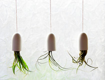 Cheap Hanging Air Plant Containers