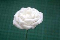Step 12
