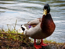 Duck Portrait