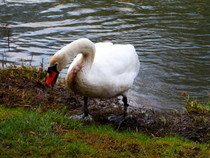 Swan Portrait