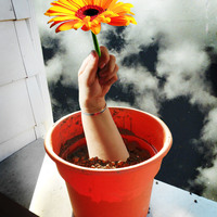 Large_square_flowerpot_kellimiller