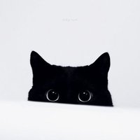 Large_square_kittypeeking