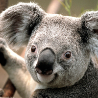 Large_square_koala