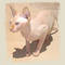 Square_avatar