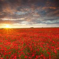 Large_square_flowers
