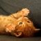 Square_cattt1