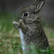 Square_bunny