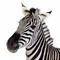 Square_zebra_1234113880