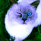 Square_avatar