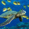Square_green_sea_turtle_1235165663
