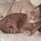liz.hobden