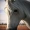 Square_pretty_white_horse