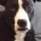 sharon.bartelshor