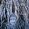 Square_buddha_in_tree_1238034486