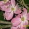 Square_avatar