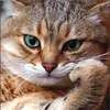 Normal_square_cat-picture-07_1248809604