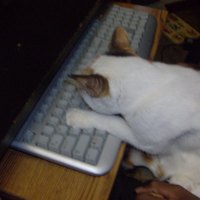 Large_square_avatar