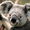 Square_koala_1266868709