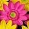 Square_gerber-daisies-pink_1269489998