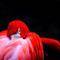Square_red_affection_1203455875