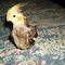 happybirdlover ...